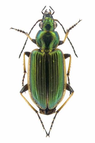 Réf. 336 408 : Agonum marginatum